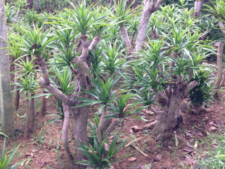 Cây Thanh Lan: ý nghĩa phong thủy và cách chăm sóc